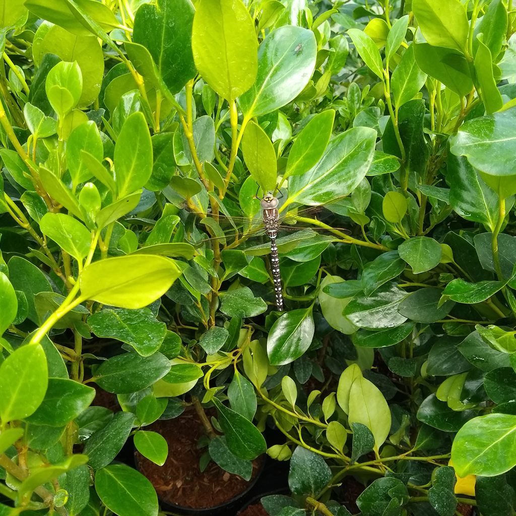 Griselínia Green Horizon