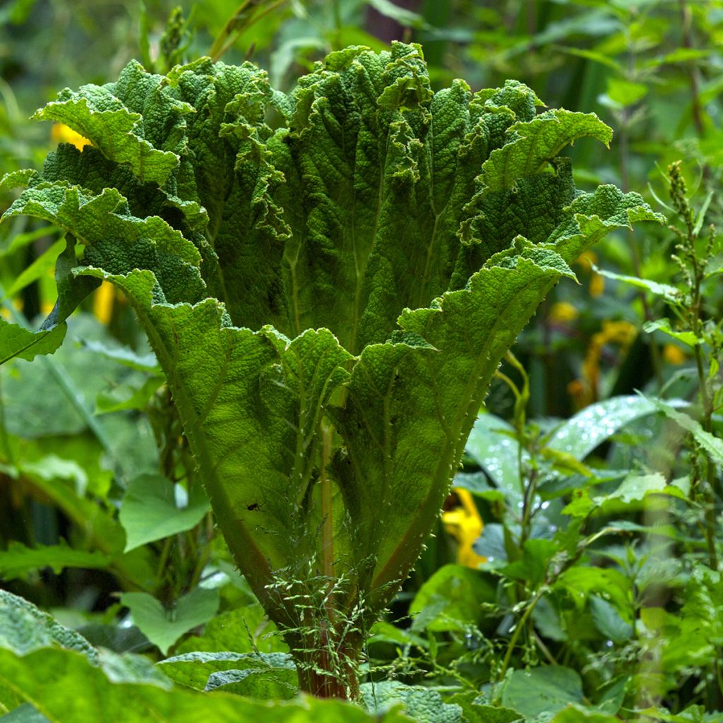 Gunnera manicata