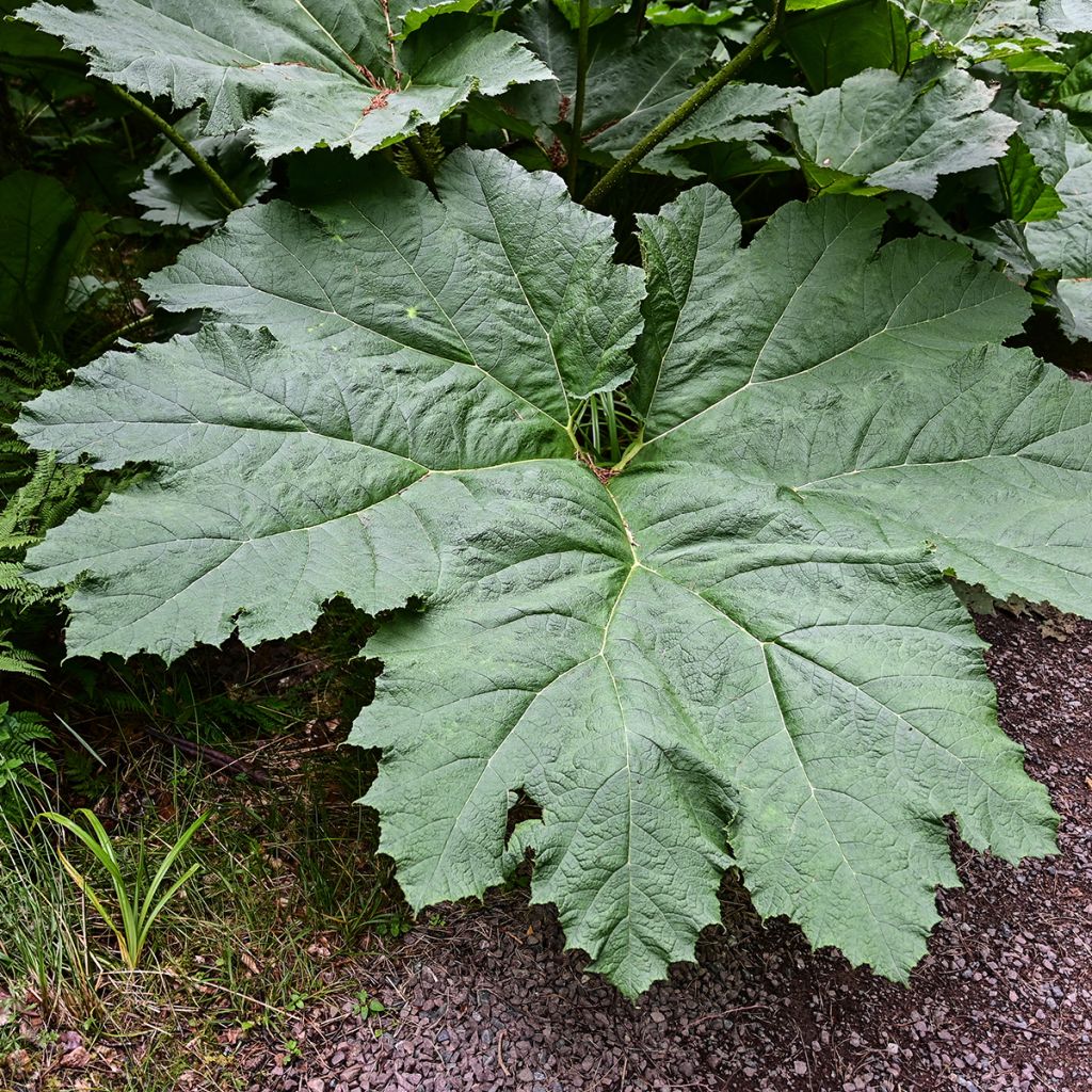 Gunnera manicata