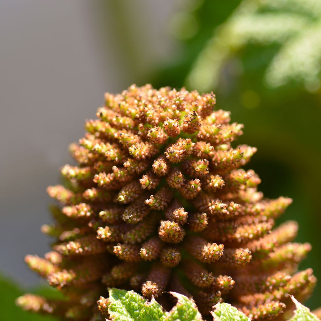 Gunnera manicata