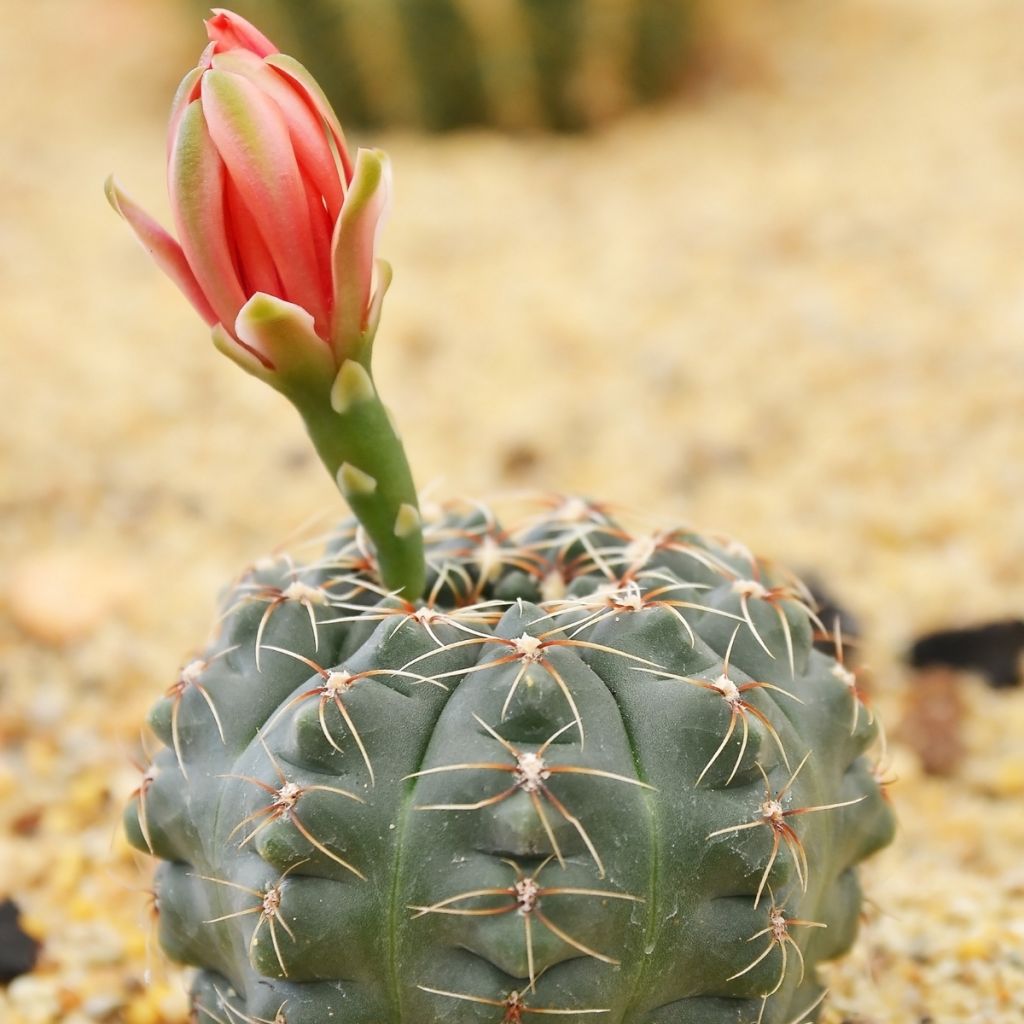 Gymnocalycium baldianum - Cacto