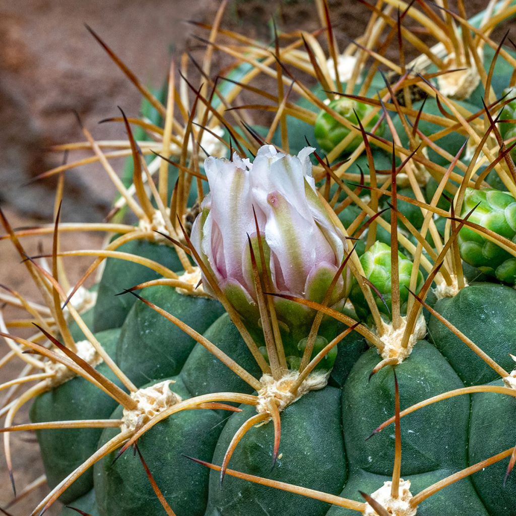 Gymnocalycium baldianum - Cacto