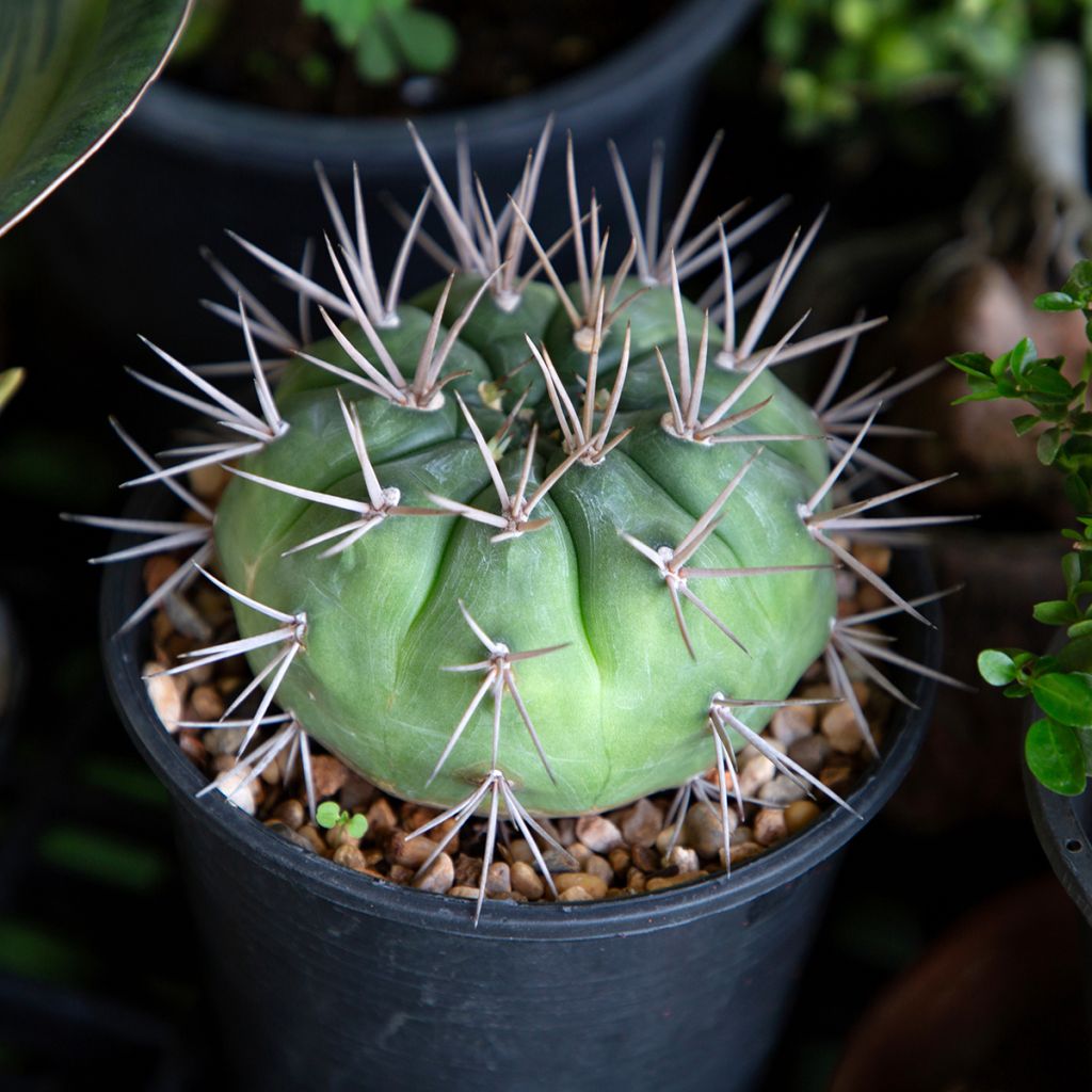 Gymnocalycium baldianum - Cacto