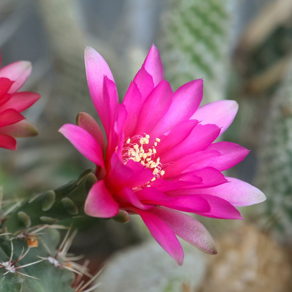 Gymnocalycium baldianum - Cacto