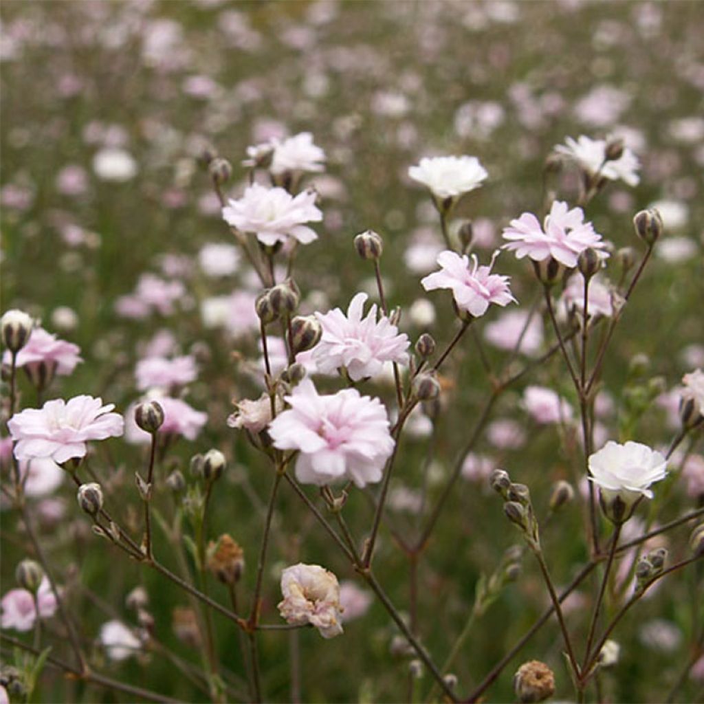 Gypsophila repens Rosa Schönheit