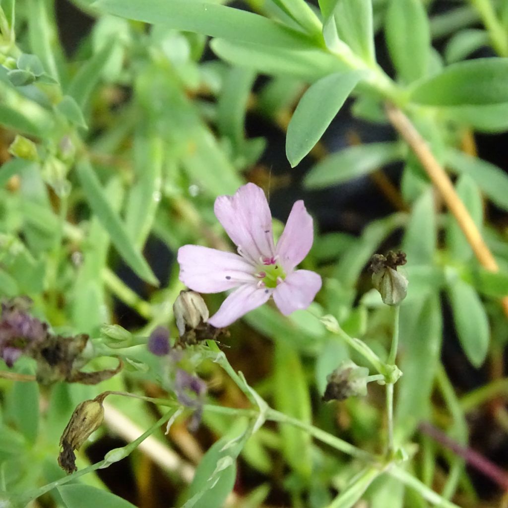 Gypsophila repens Rosa Schönheit