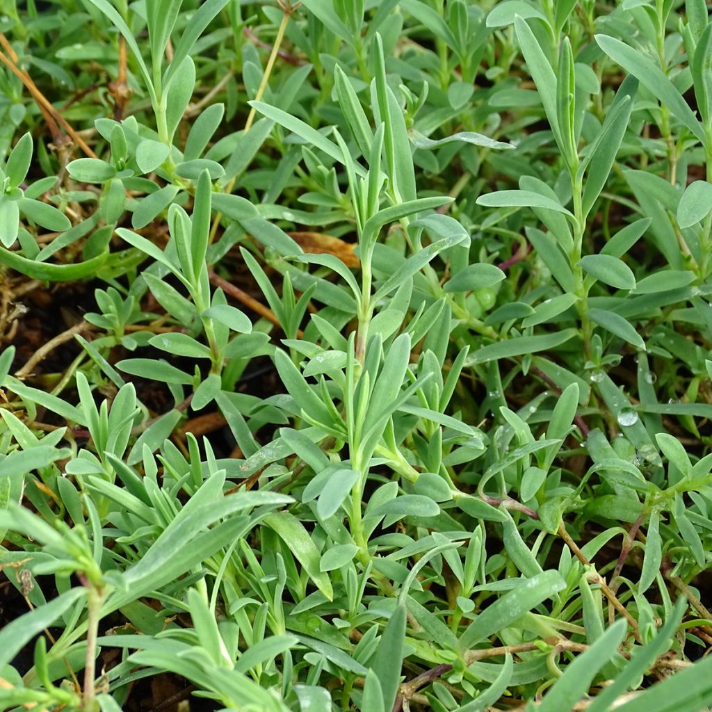 Gypsophila repens Rosa Schönheit