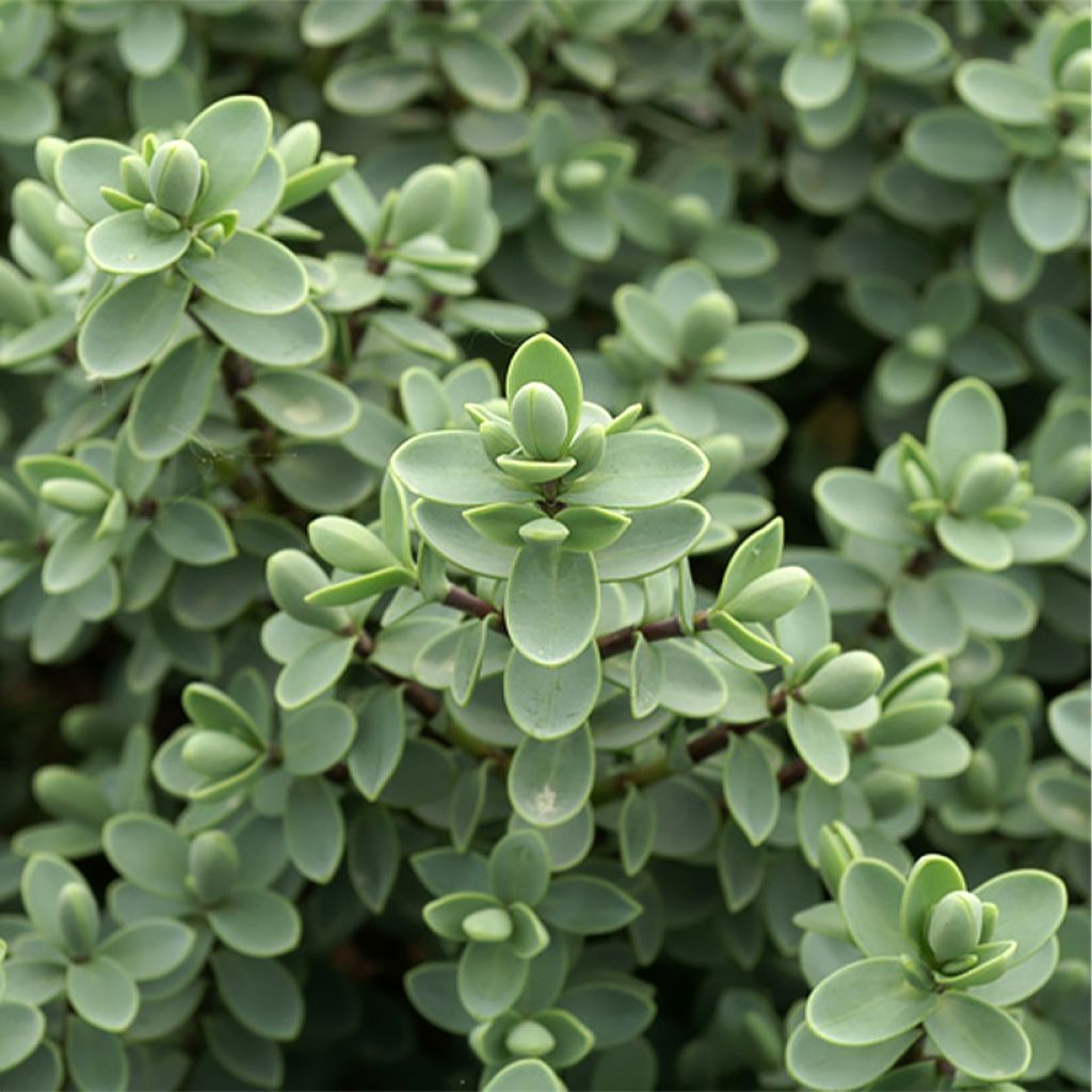 Hebe carnosula - Verónica-arbustiva