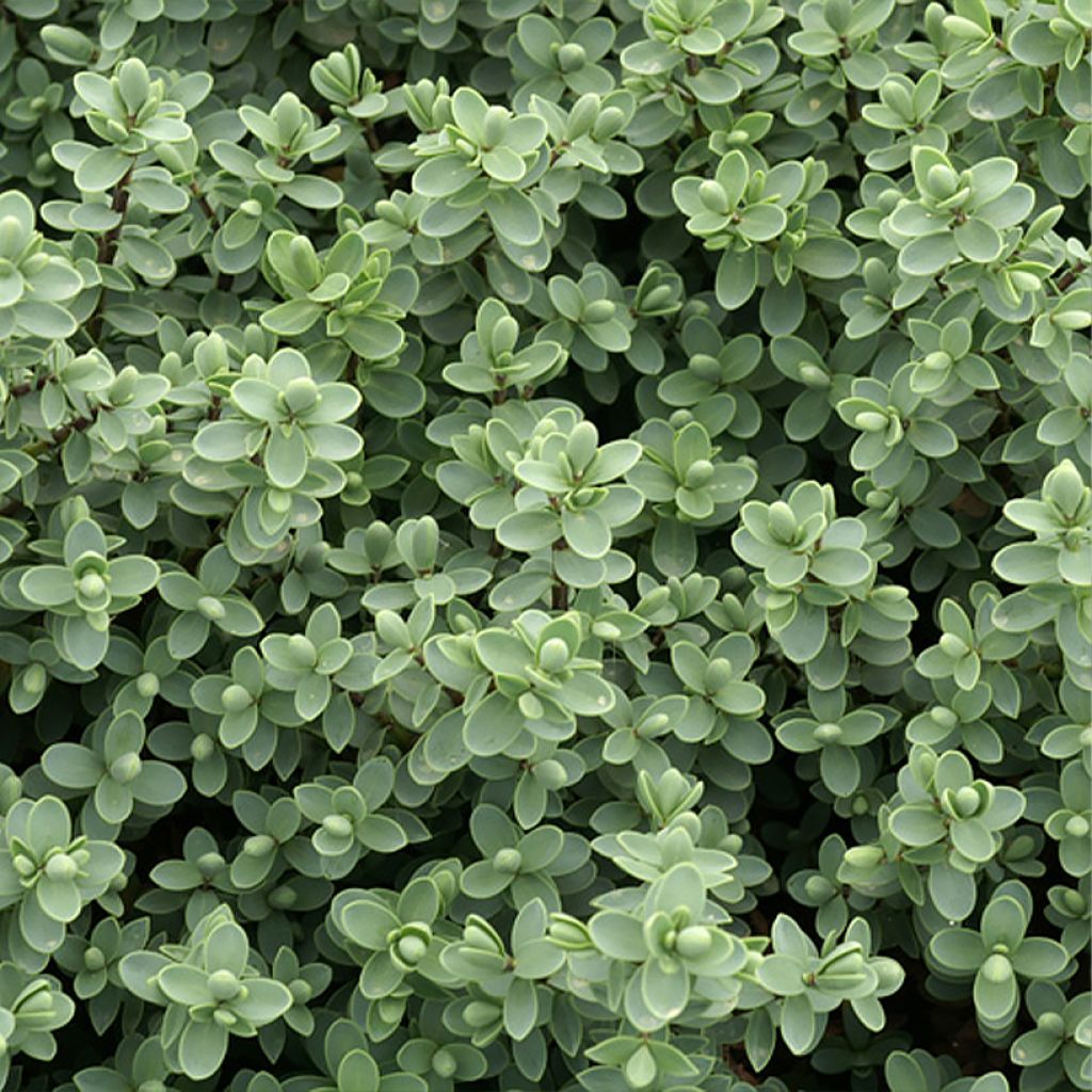 Hebe carnosula - Verónica-arbustiva