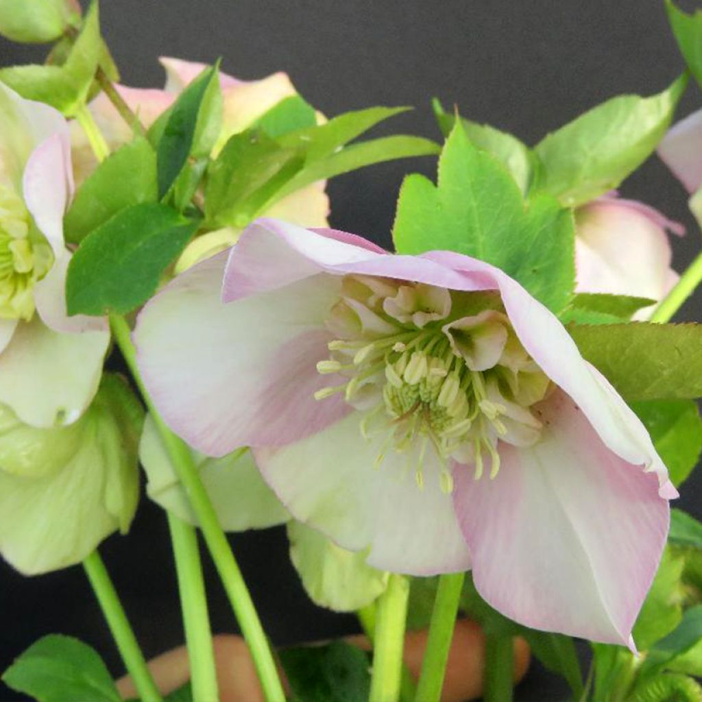 Helleborus orientalis Grace Elizabeth