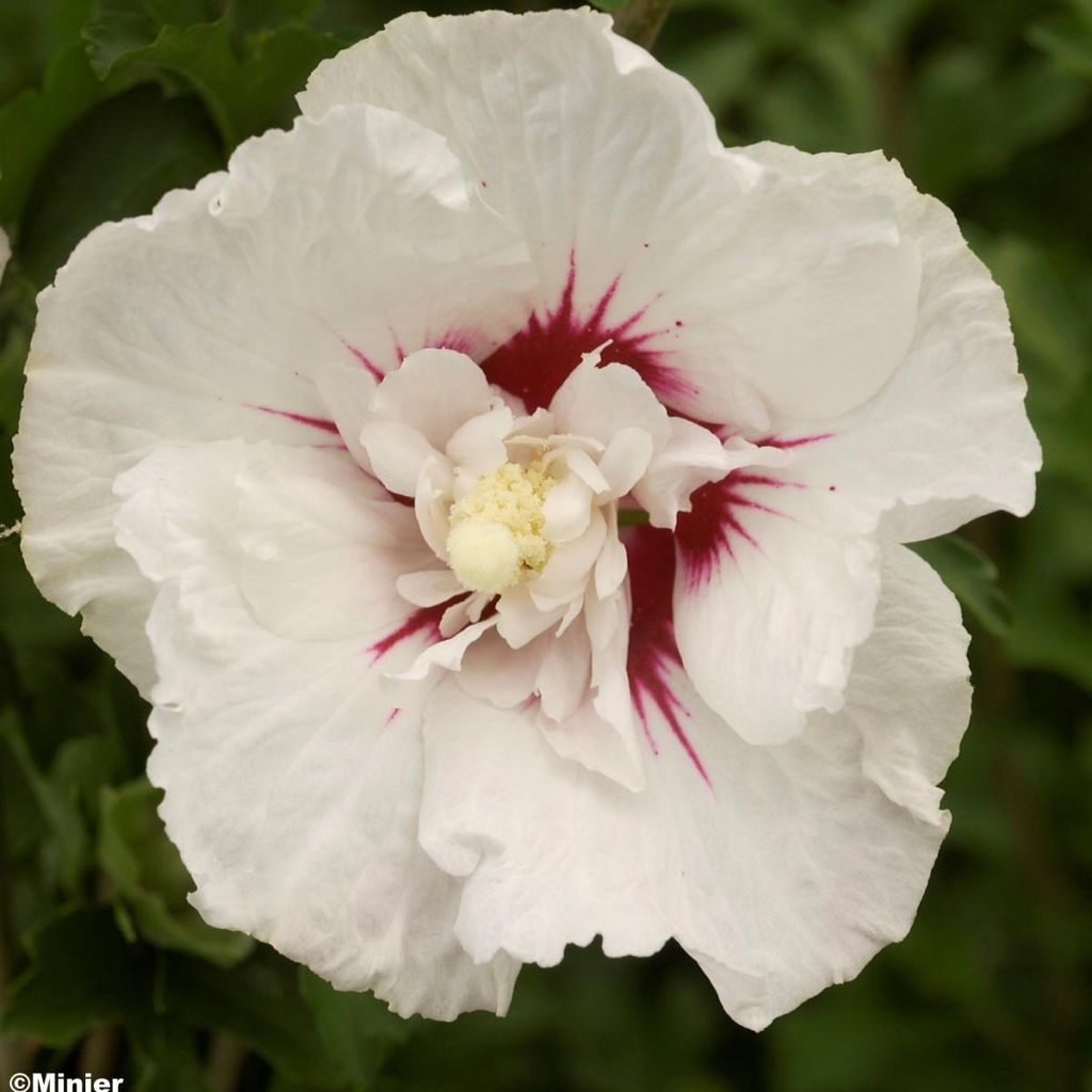 Hibisco-da-síria French Point - Hibiscus syriacus
