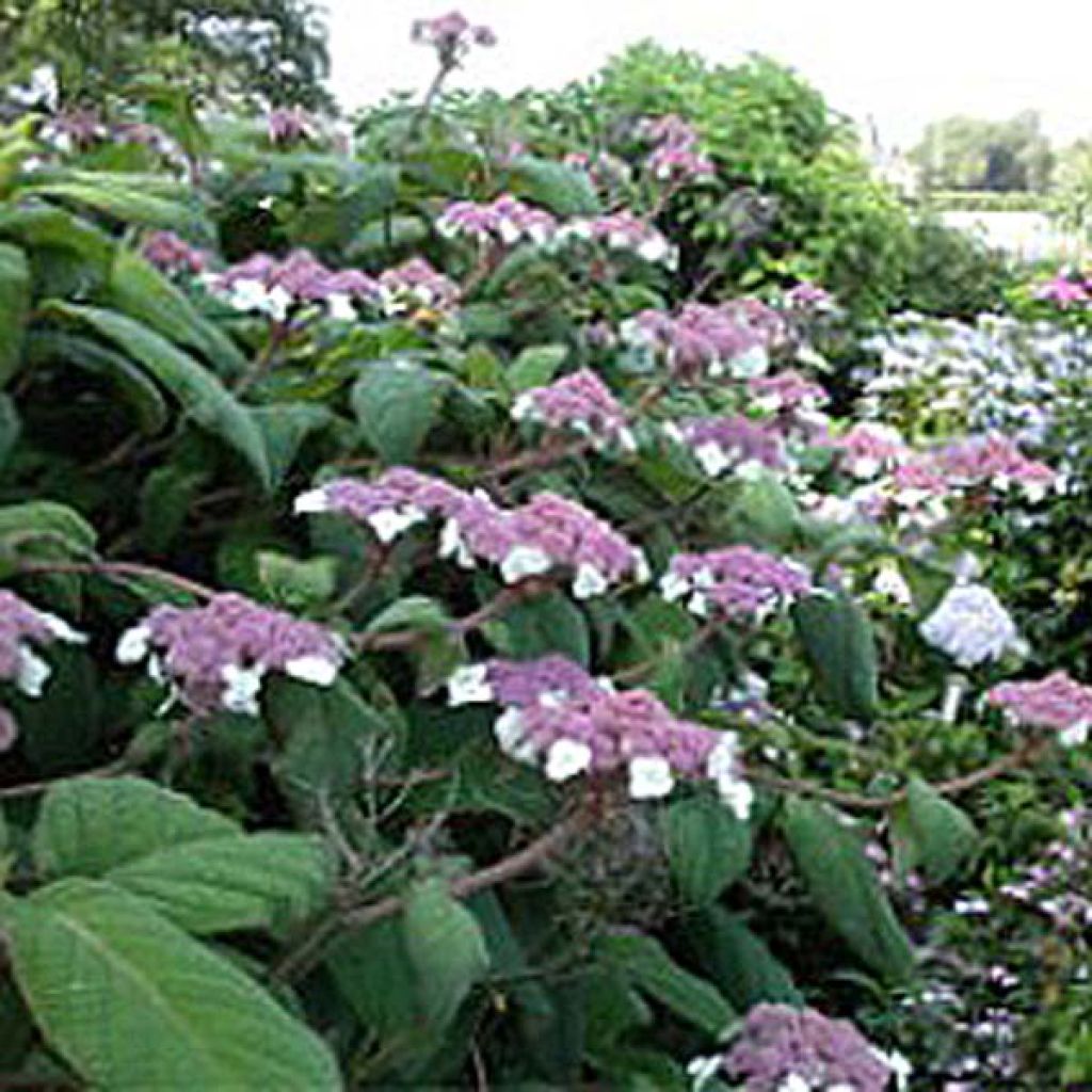 Hortênsia aspera Macrophylla