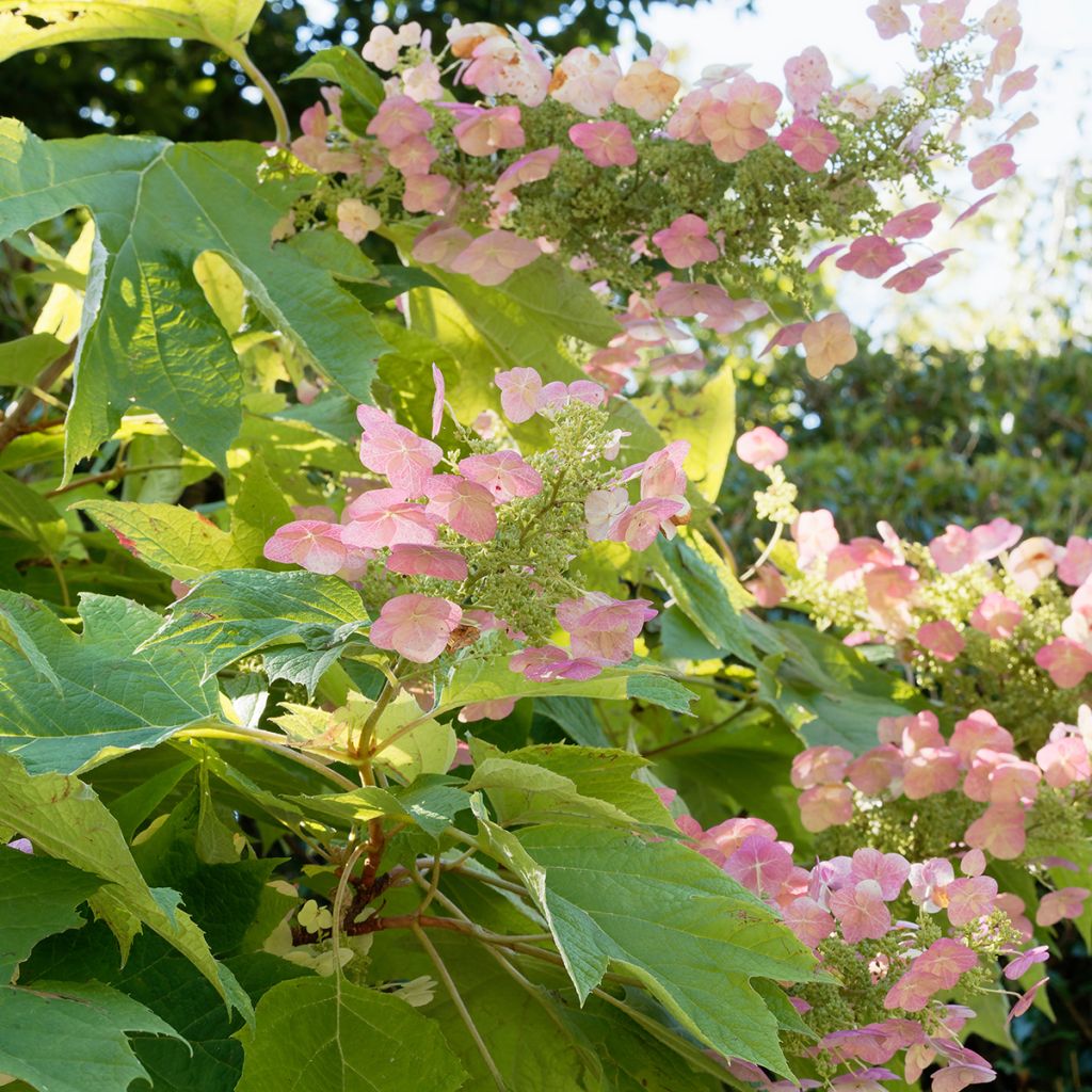 Hortênsia quercifolia Back Porch