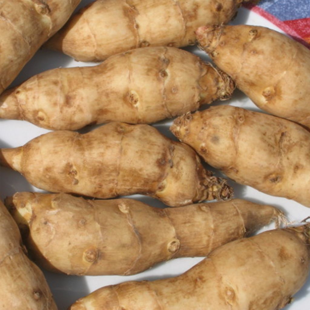 Girassol-escrofoliado - Helianthus strumosus