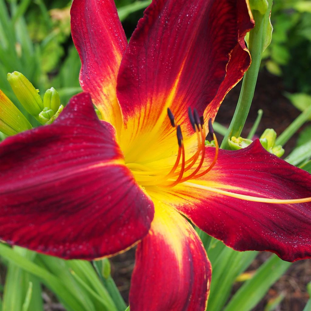 Hémérocalle Ruby Spider - Lis d'un jour rouge rubis et jaune.