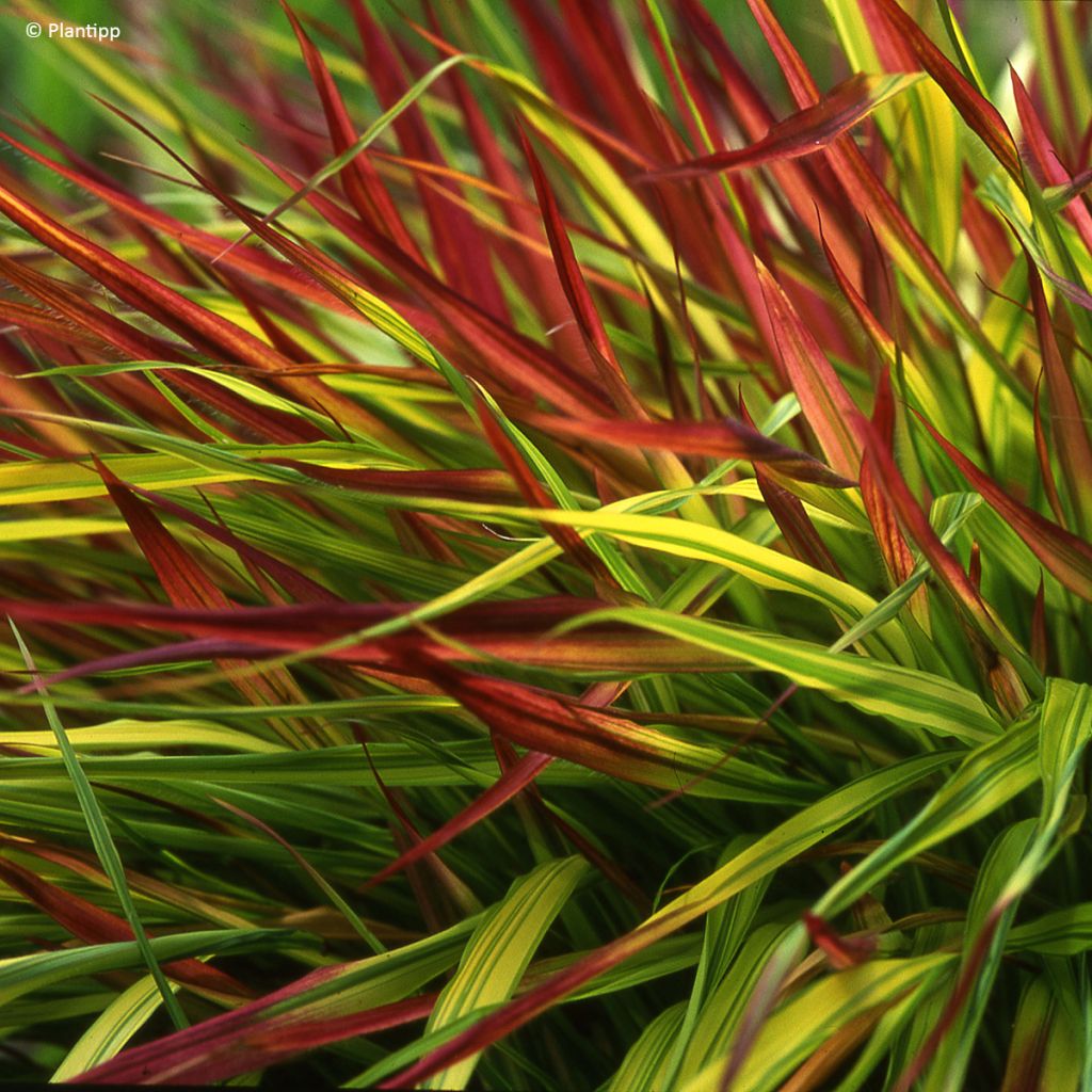 Hakonechloa macra Mulled Wine