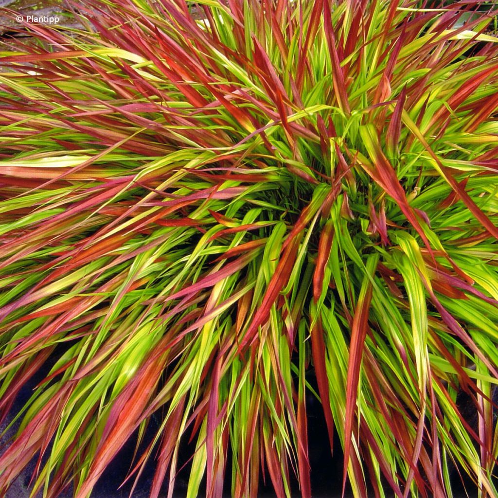 Hakonechloa macra Mulled Wine