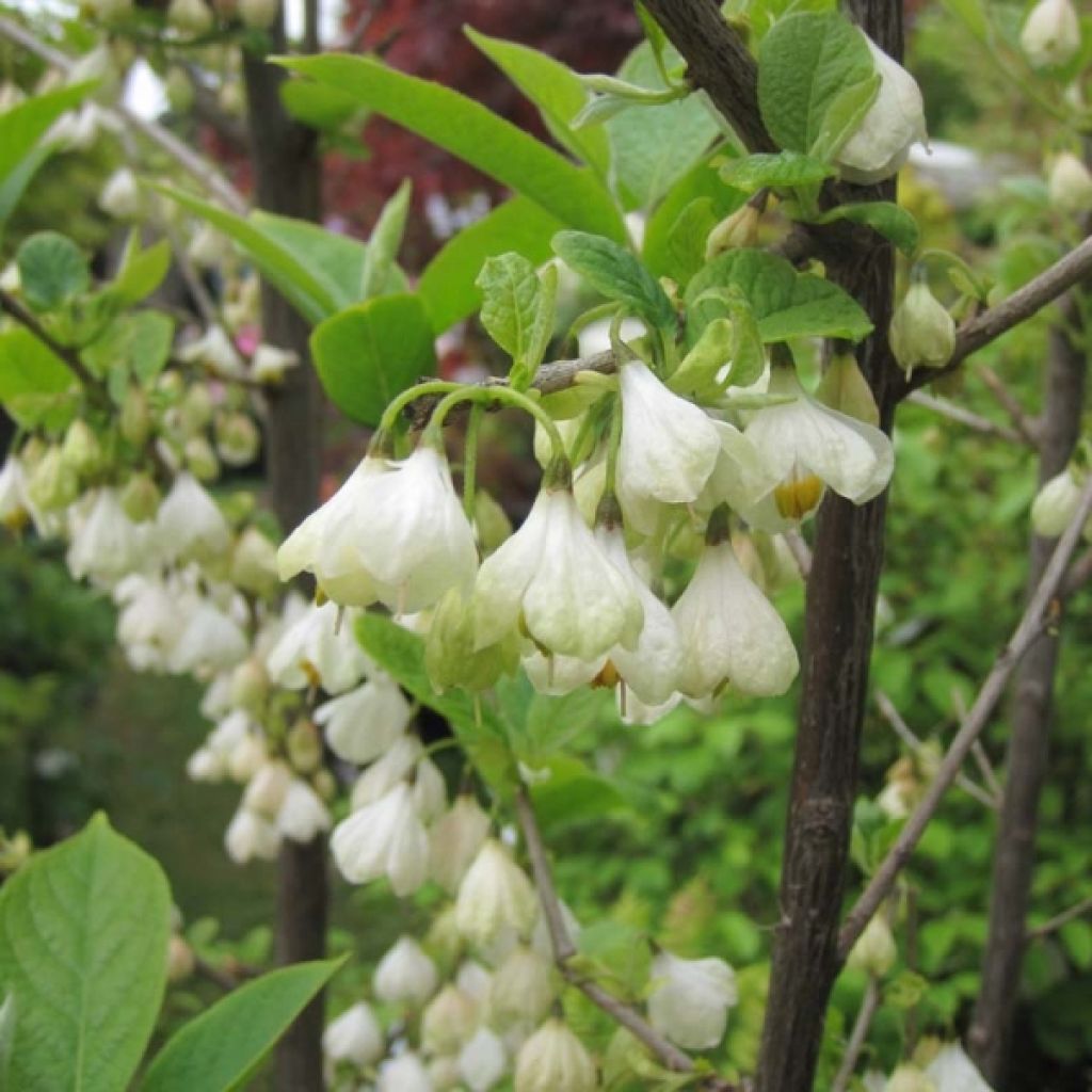 Halesia carolina