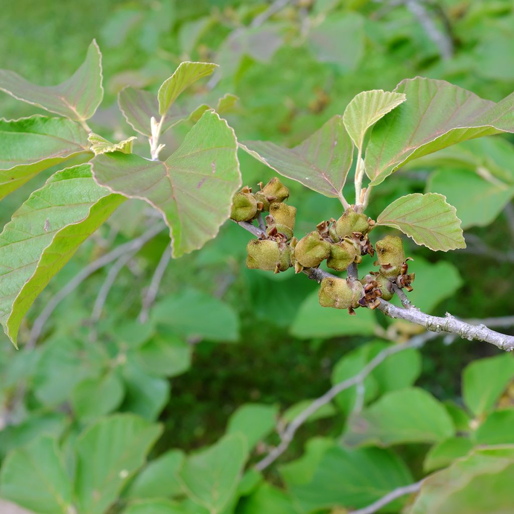 Hamamélis Diane