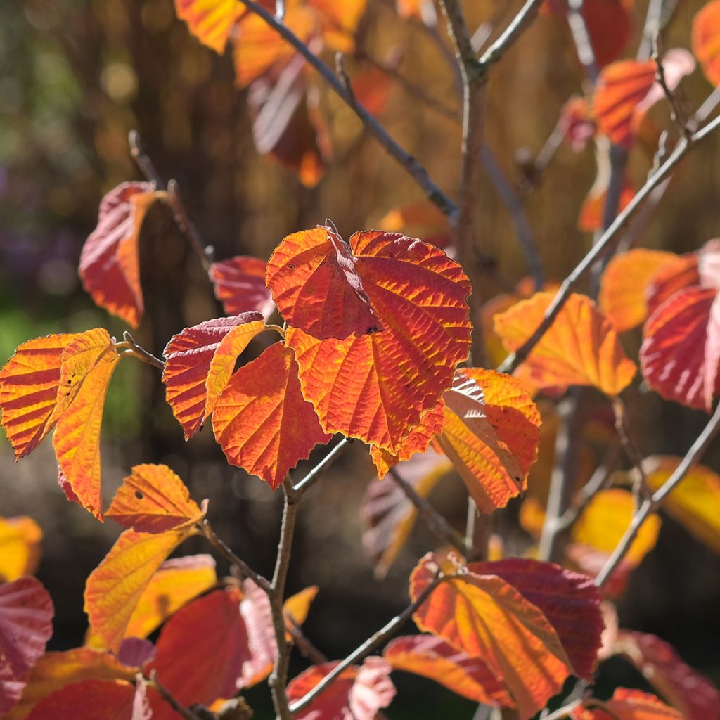 Hamamélis Ruby Glow