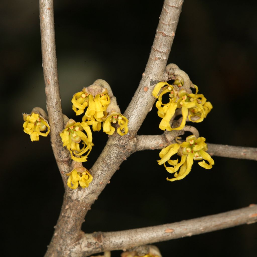 Hamamélis-do-japão Zuccariniana - Hamamelis japonica