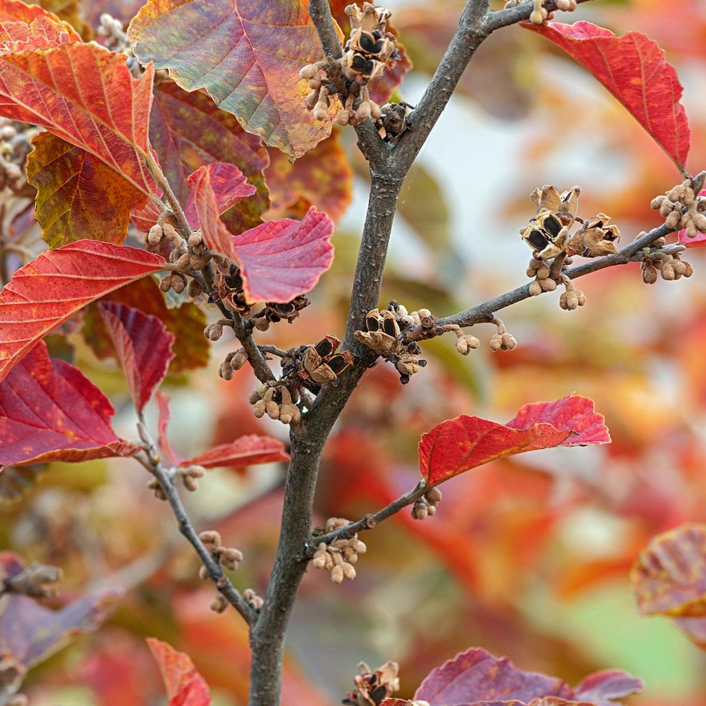 Hamamélis Amethyst