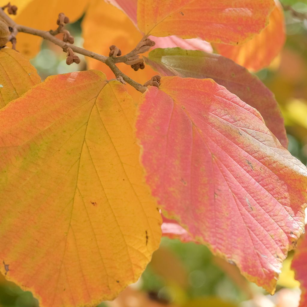 Hamamélis Feuerzauber