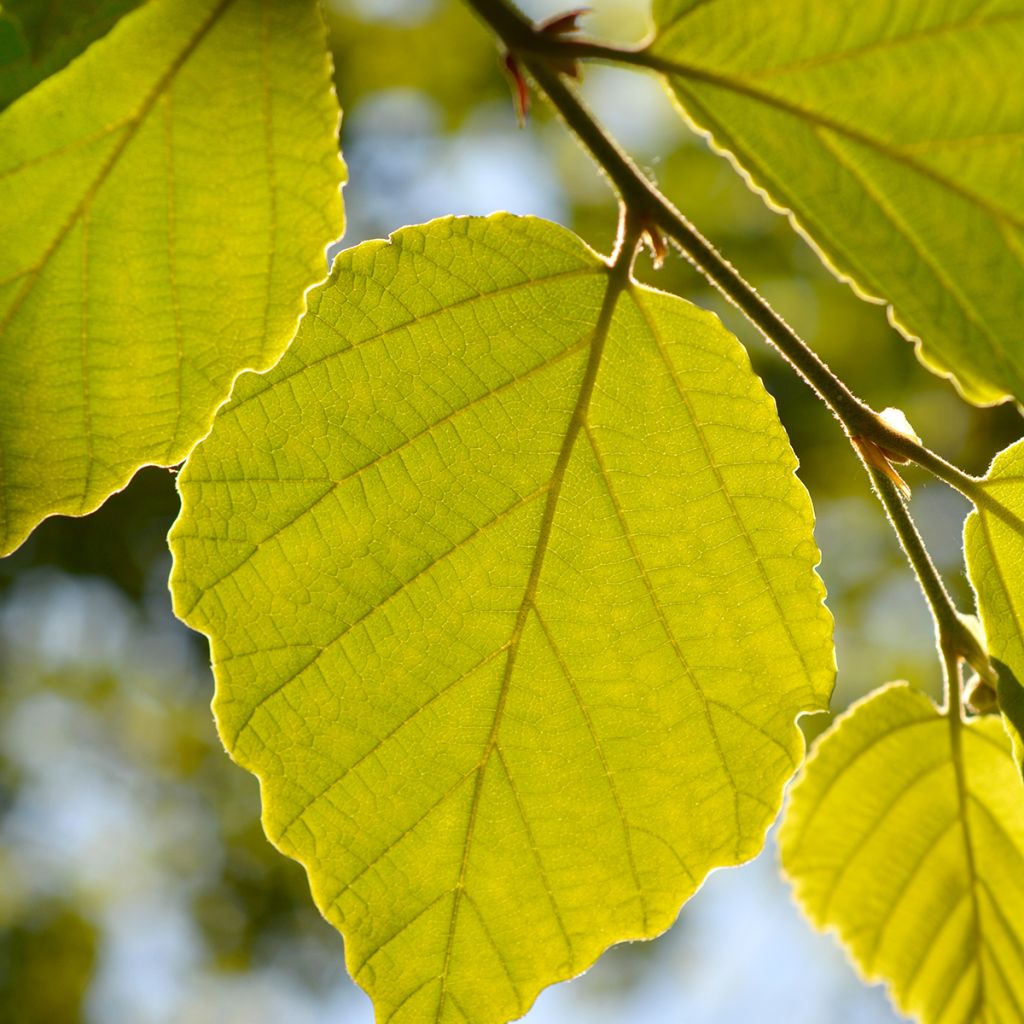 Hamamélis-do-japão Zuccariniana - Hamamelis japonica