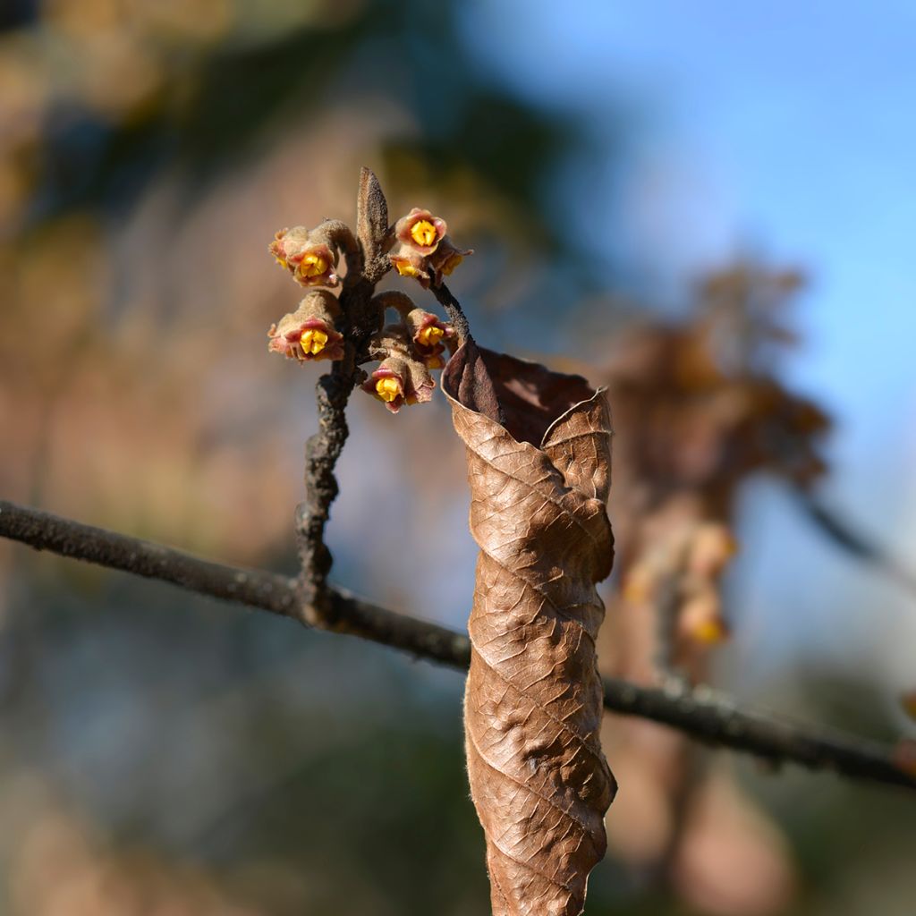 Hamamélis-do-japão Zuccariniana - Hamamelis japonica