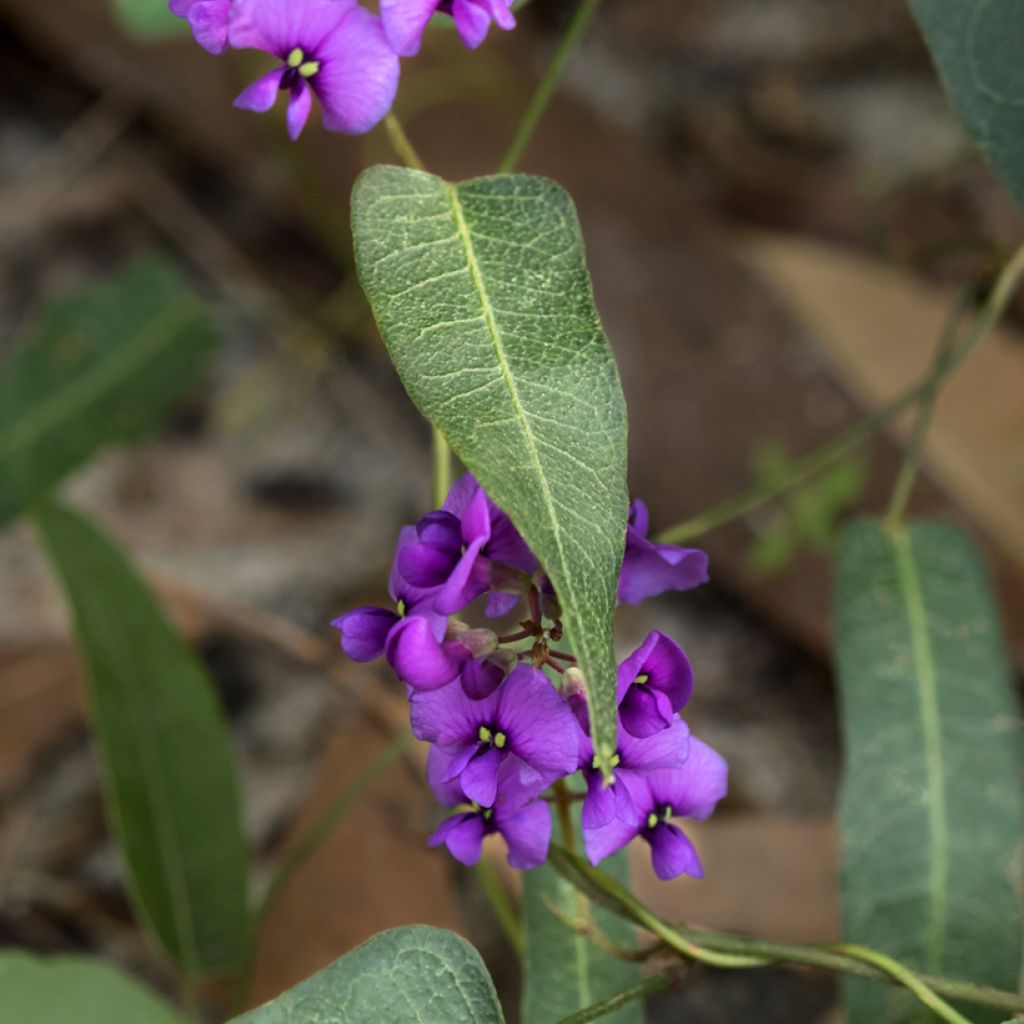 Hardenbergia violacea Meema
