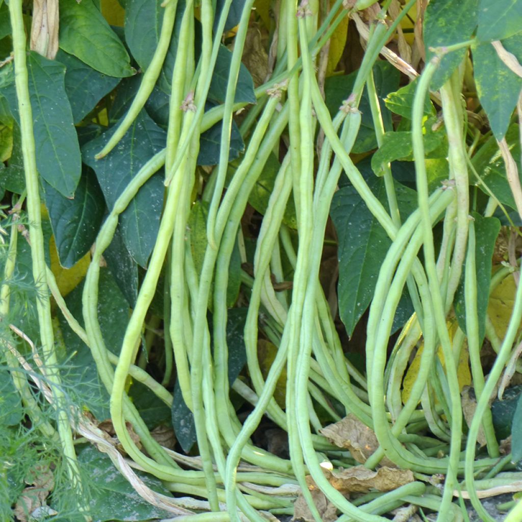 Feijão-frade Dolico del Metro - Feijão quilométrico