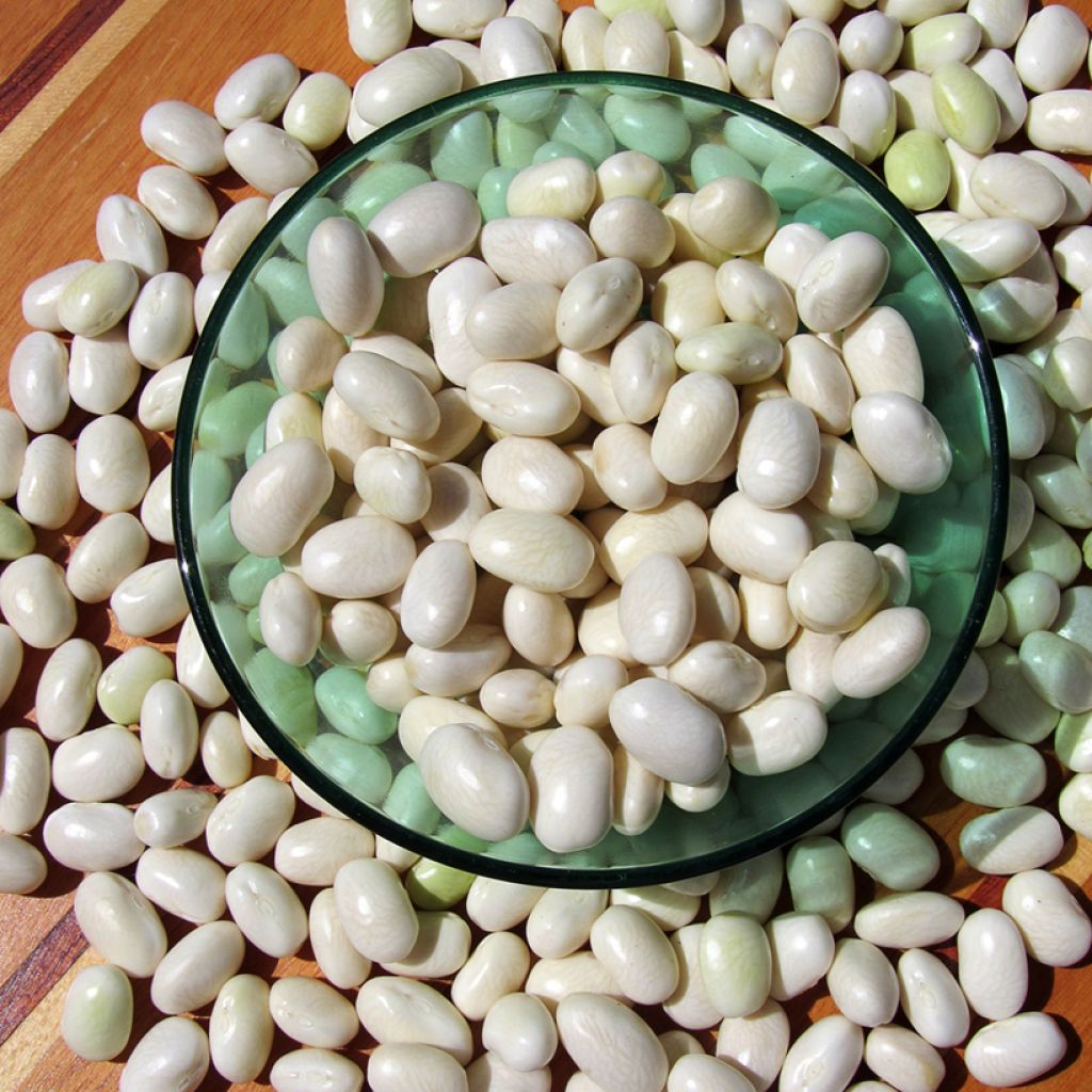 Feijão trepador de descascar Alaric - Tipo Tarbais