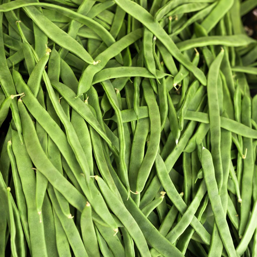 Feijão-verde-trepador Princess