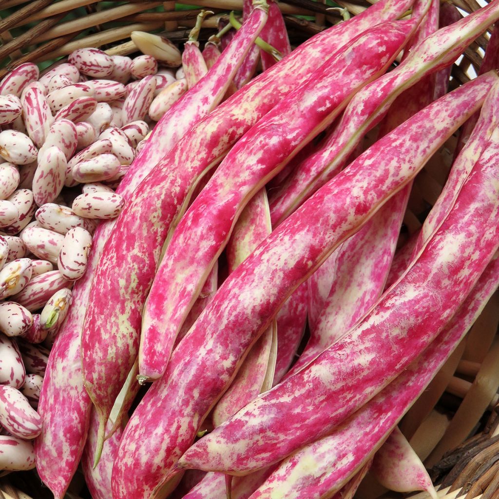 Feijão anão de debulhar Flambo