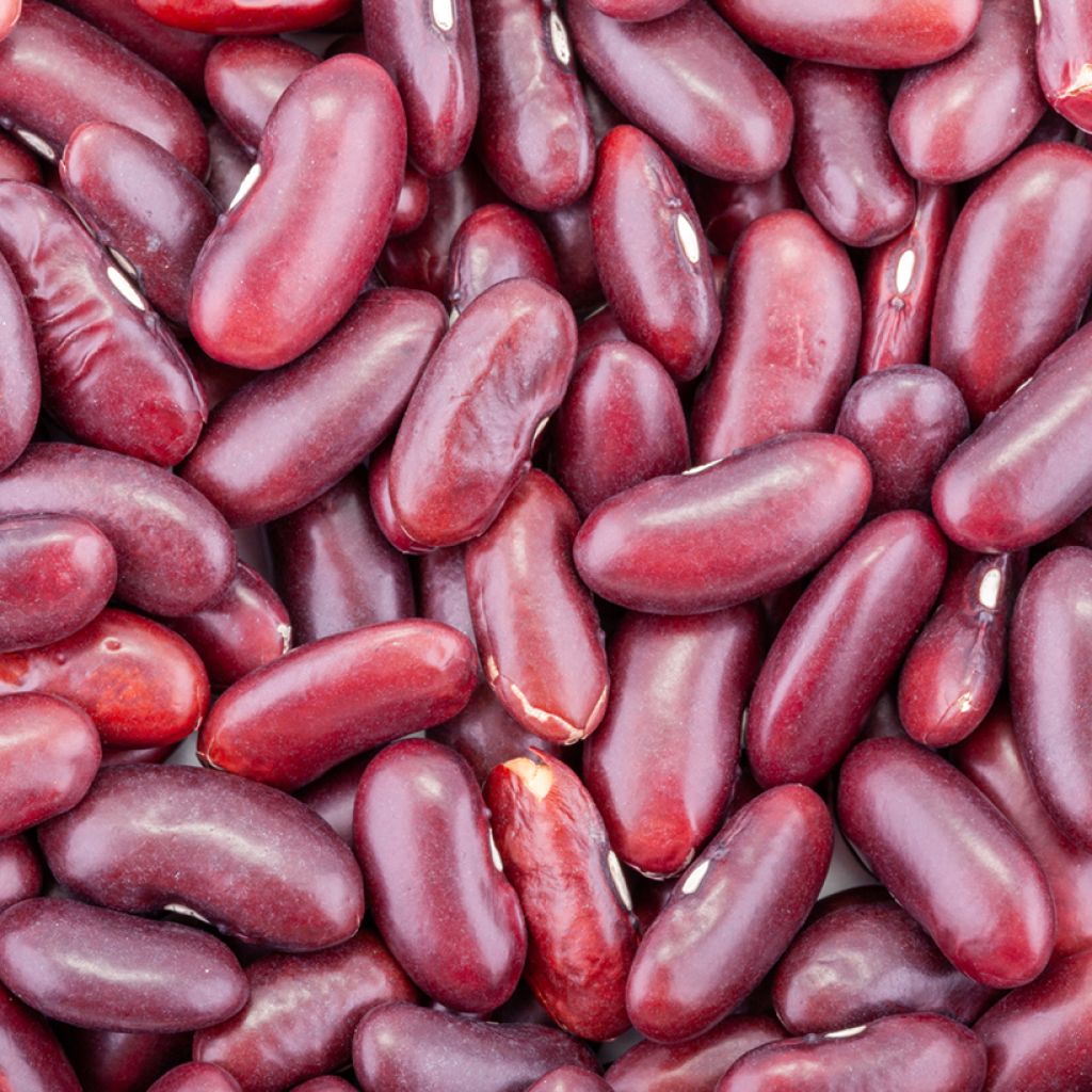 Feijão-de vagem anão vermelho Canadian Wonder