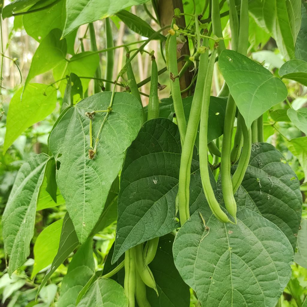 Feijão-anão Admires (vagens planas)-anão de agulha