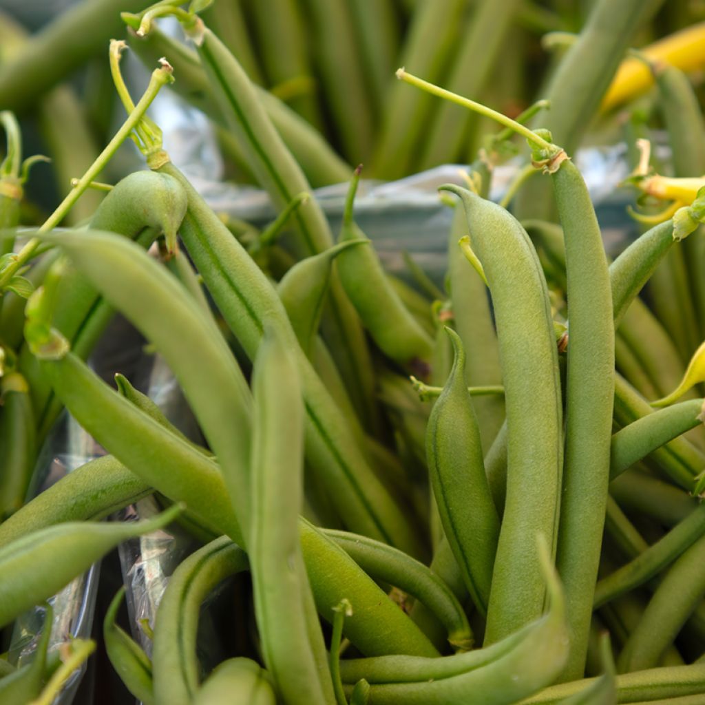 Feijão-verde anão Bravo