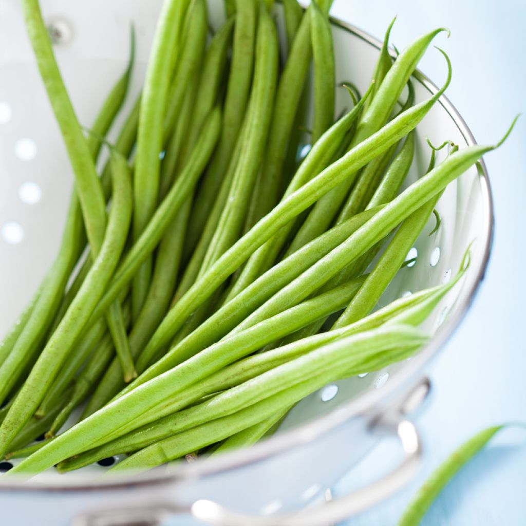 Feijão-verde anão Cupidon