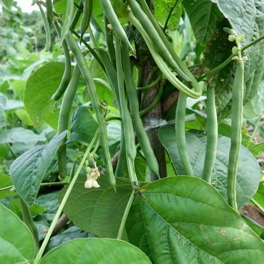 Feijão-anão Mascaret com fios