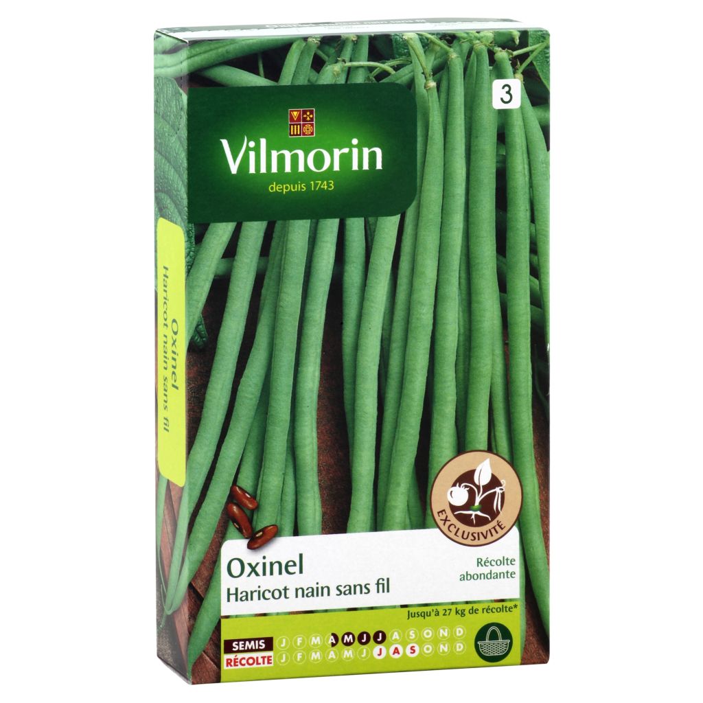Feijão-verde anão fino Oxinel Vilmorin