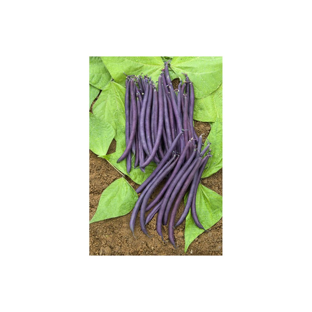 Haricot nain mangetout Amethyst