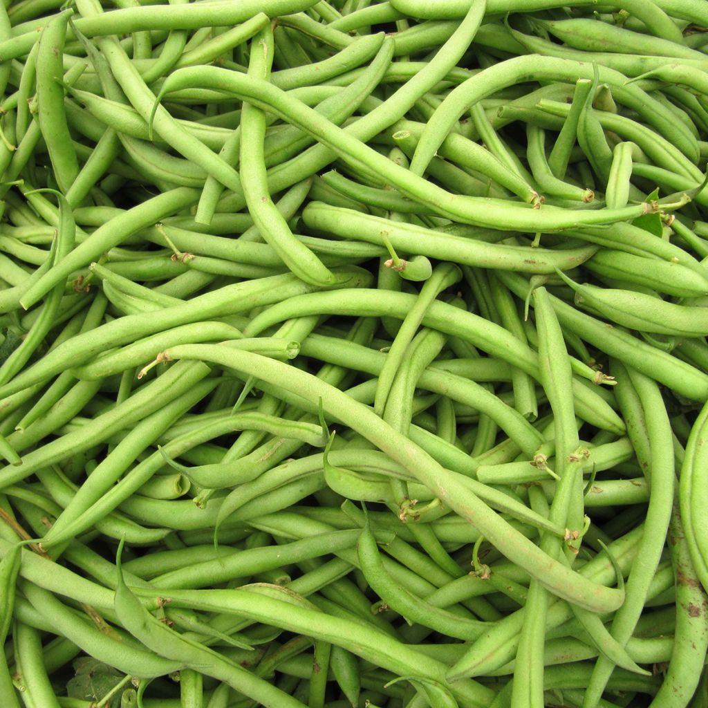 Feijão-anão mangetout Argus