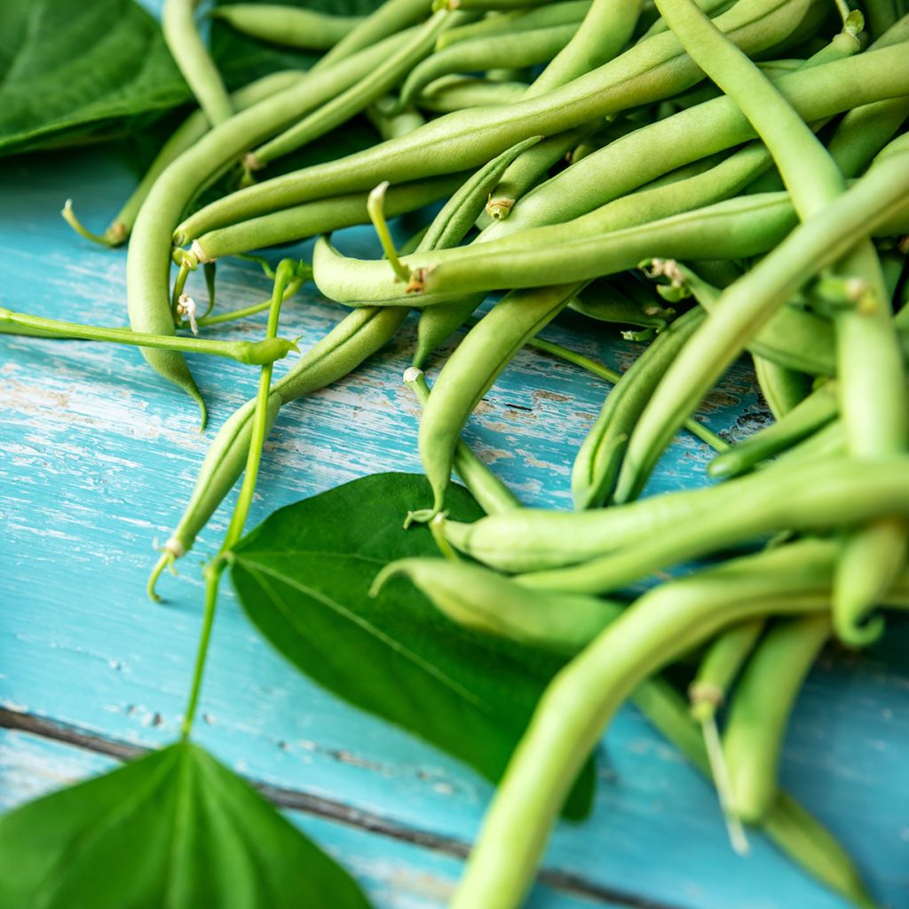 Feijão-anão mangetout Argus