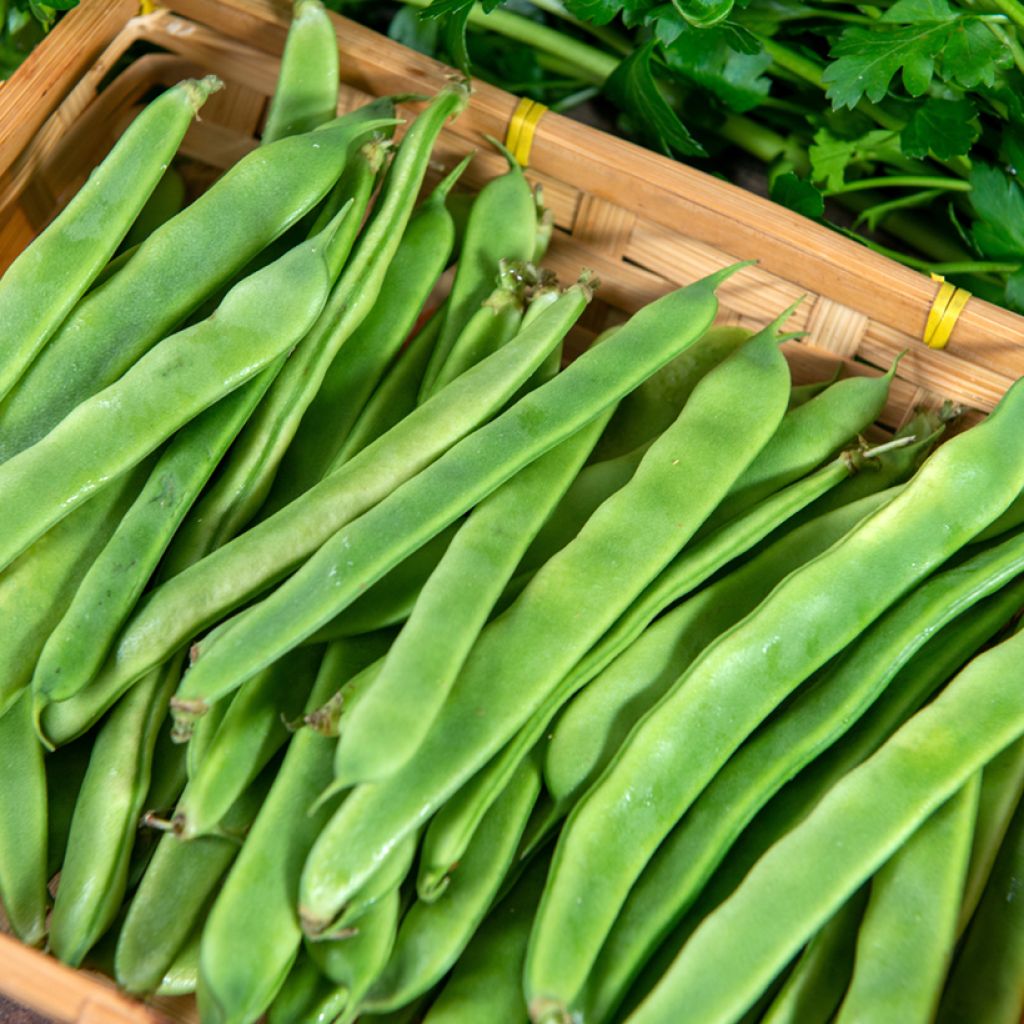 Feijão-verde-anão mangetout Artemis