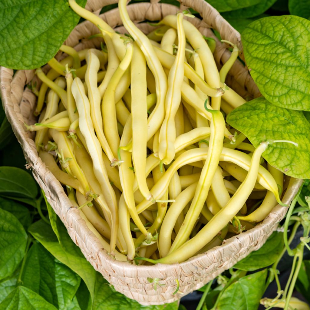 Feijão-verde anão mangetout 'Beurre Rocquencourt Vilmorin