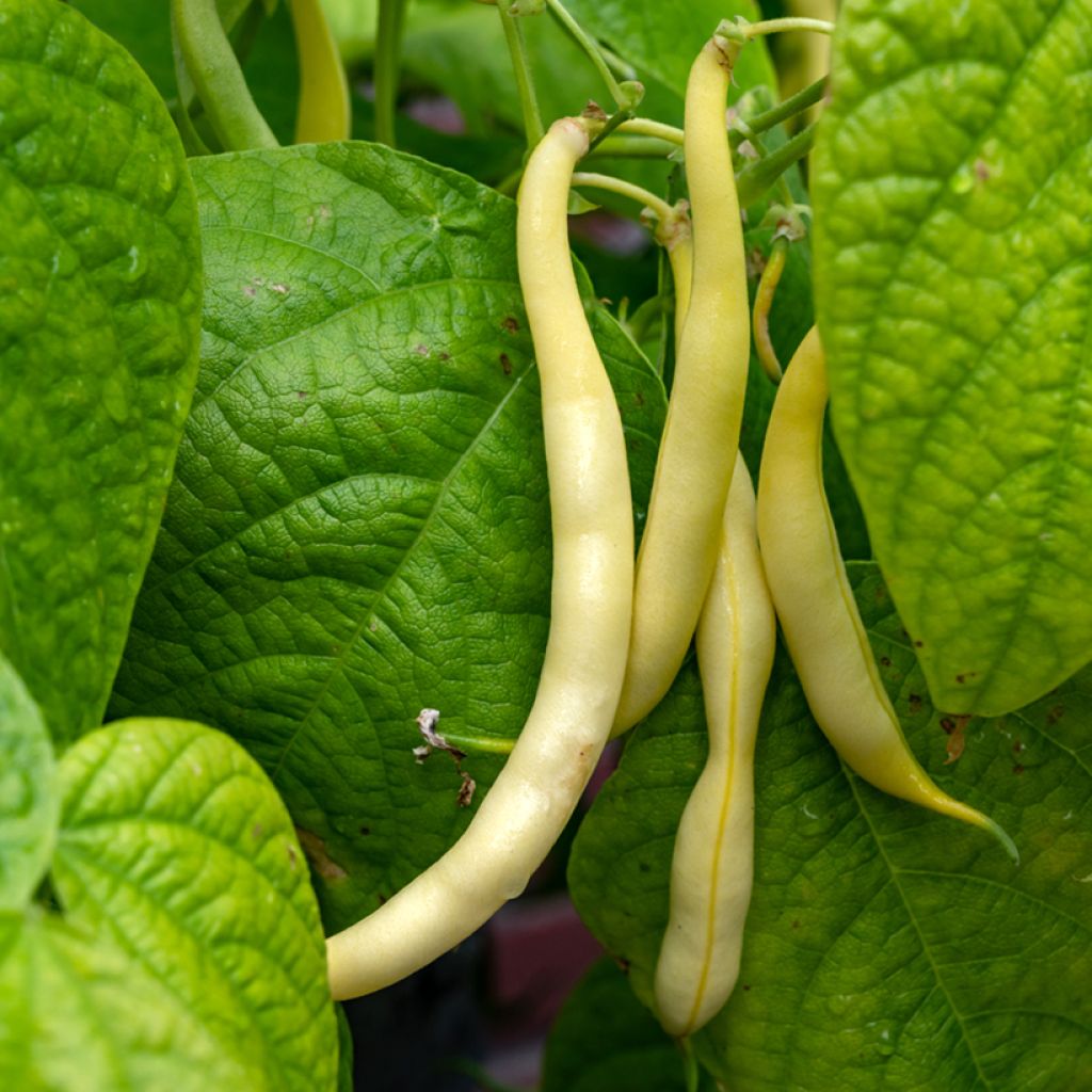 Feijão-verde anão mangetout 'Beurre Rocquencourt