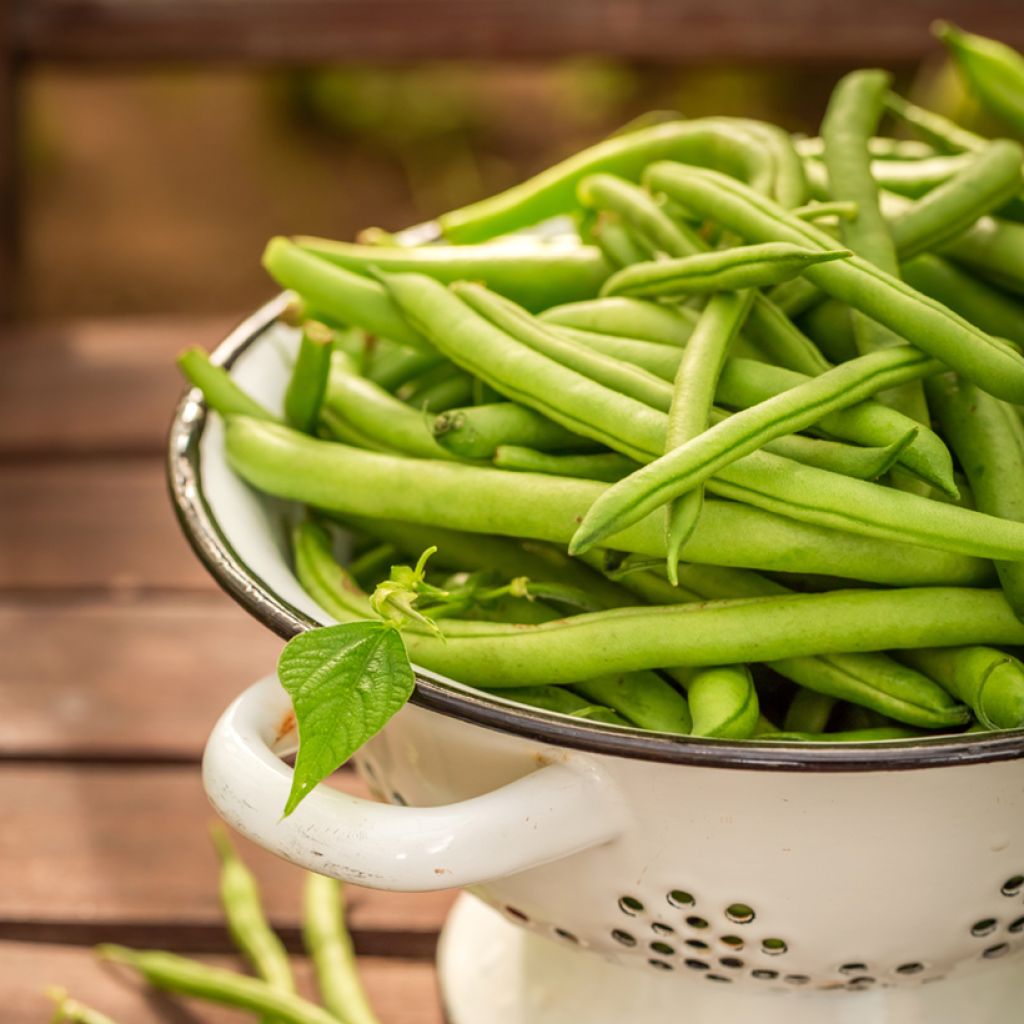 Feijão-verde anão Irago