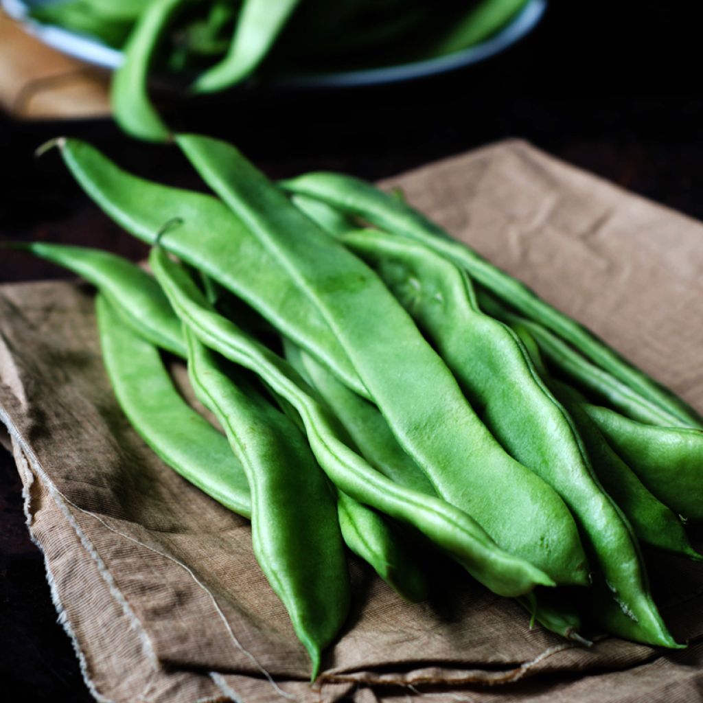Feijão-verde Roma 2 Vilmorin