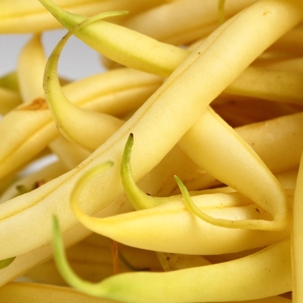 Feijão-manteiga anão Fructidor