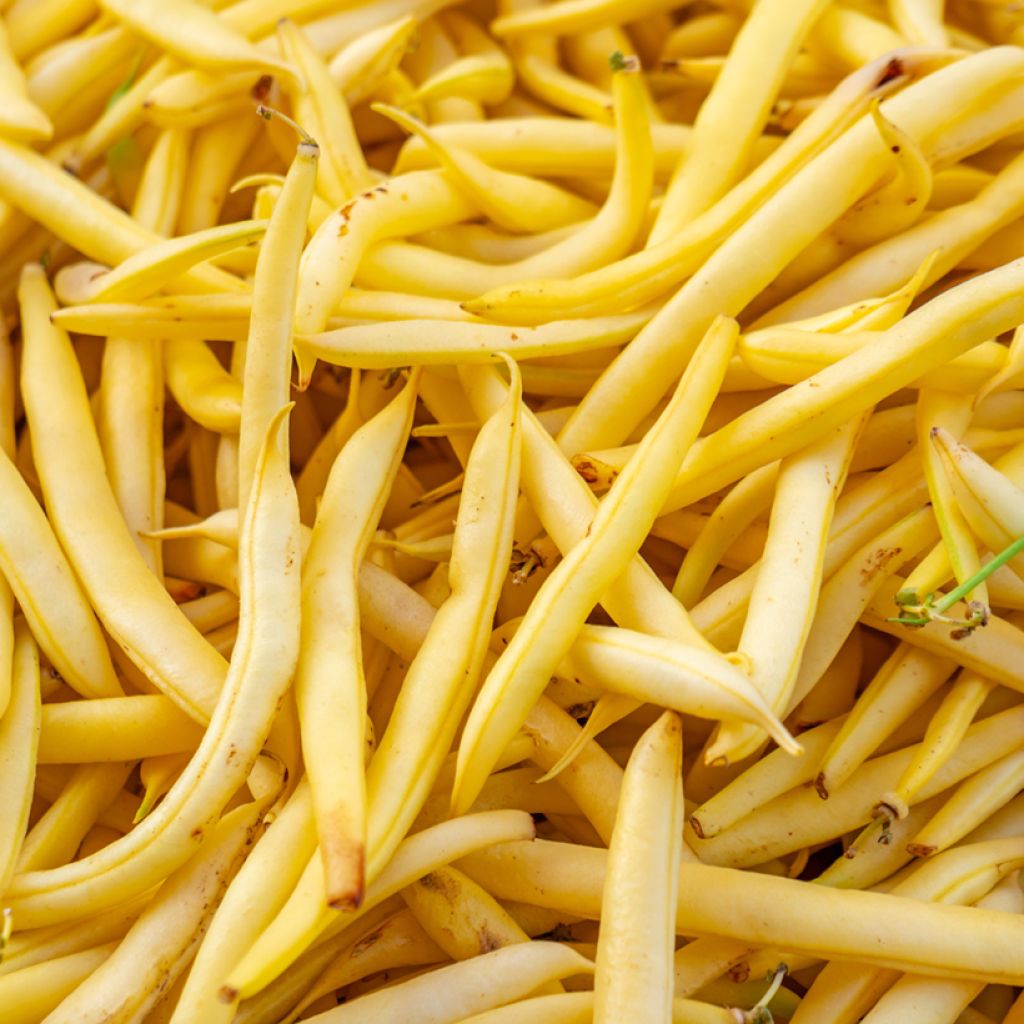 Feijão-manteiga anão Rei das Manteigas